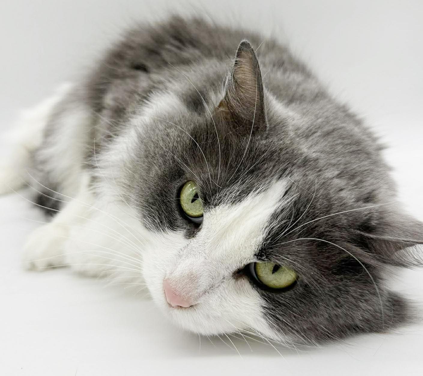 Enlarge Kalliope is SOOO DARN KUTE omggg ADORABLE FLOOF - wins cuddle bug of the year!  VIDEO!!, an adoptable mixed breed in Bedford Hills, NY image 4/6