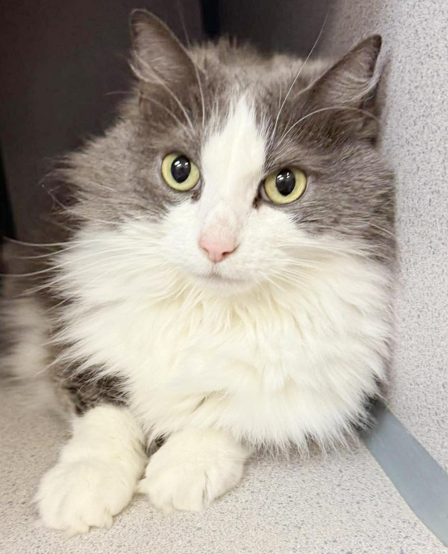 Enlarge Kalliope is SOOO DARN KUTE omggg ADORABLE FLOOF - wins cuddle bug of the year!  VIDEO!!, an adoptable mixed breed in Bedford Hills, NY image 2/6