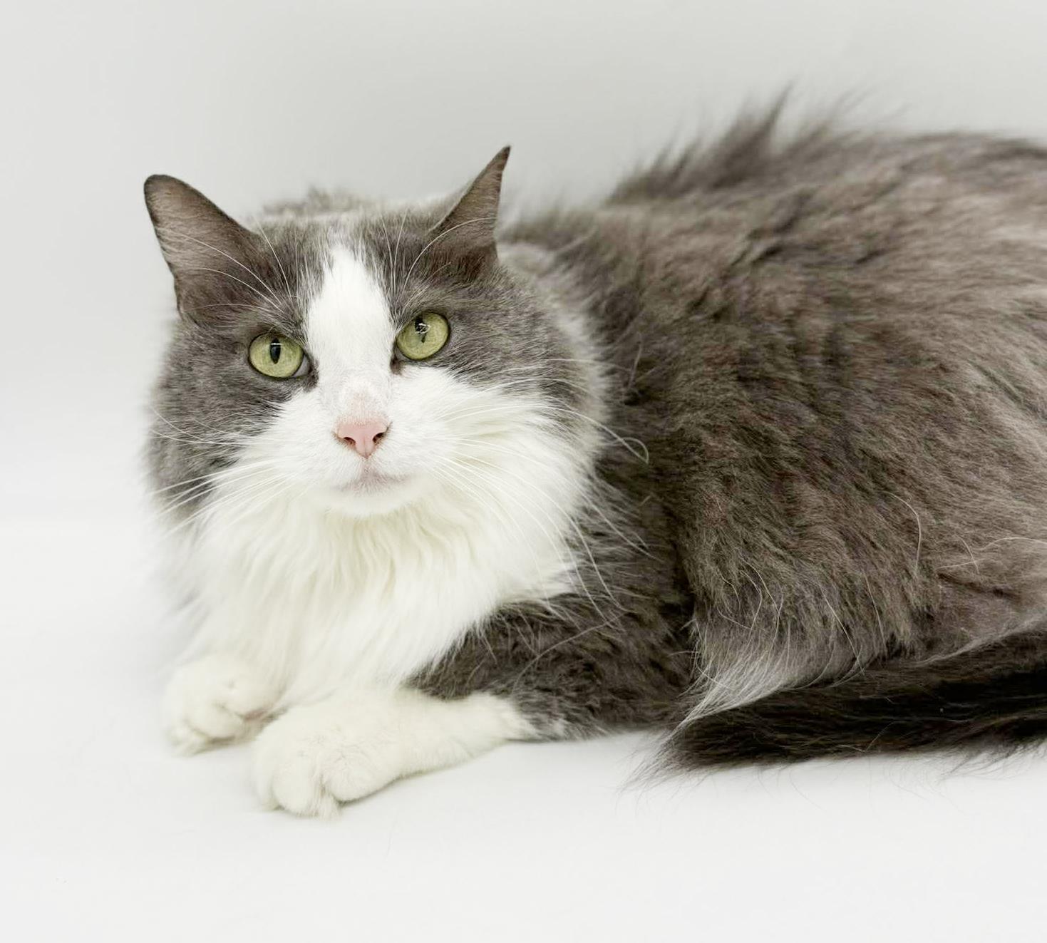 Enlarge Kalliope is SOOO DARN KUTE omggg ADORABLE FLOOF - wins cuddle bug of the year!  VIDEO!!, an adoptable mixed breed in Bedford Hills, NY image 1/6