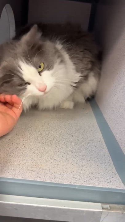 Enlarge Kalliope is SOOO DARN KUTE omggg ADORABLE FLOOF - wins cuddle bug of the year!  VIDEO!!, an adoptable mixed breed in Bedford Hills, NY video 6/6