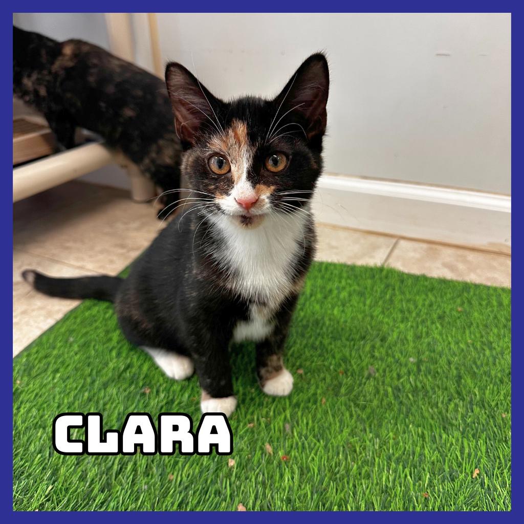 Clara, Adoptable, Young Female Domestic Short Hair.
