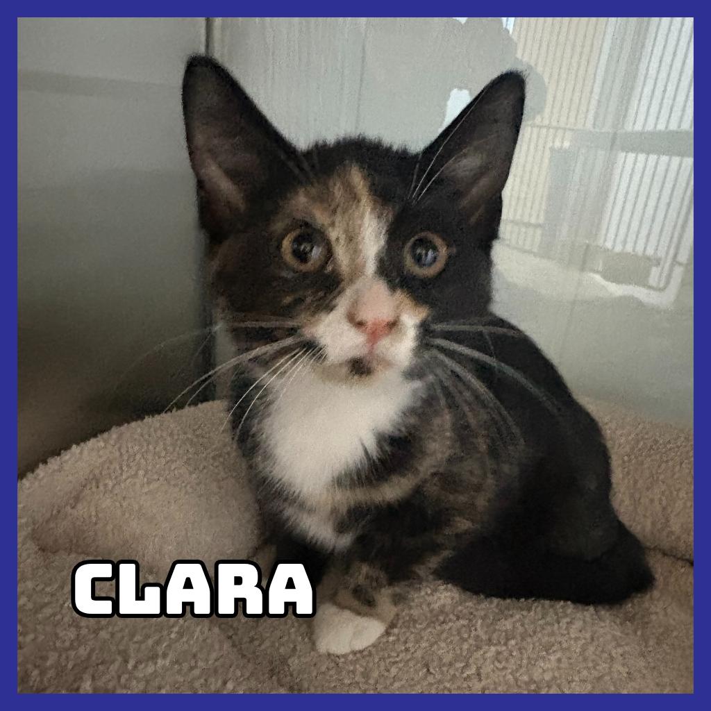 Enlarge Clara, a Adoptable Domestic Short Hair in Glenwood, MN image 2/3