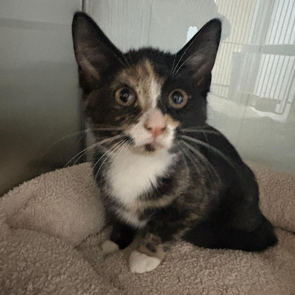 Enlarge Clara, a Adoptable Domestic Short Hair in Glenwood, MN image 3/3