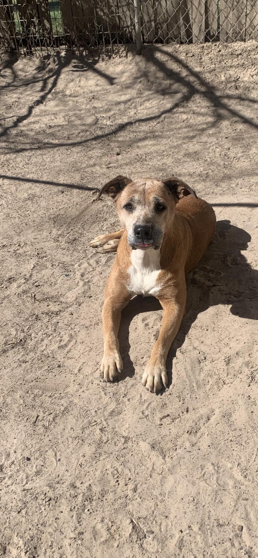 Enlarge Marge, a Adoptable Boxer in Gun Barrel City, TX image 1/3