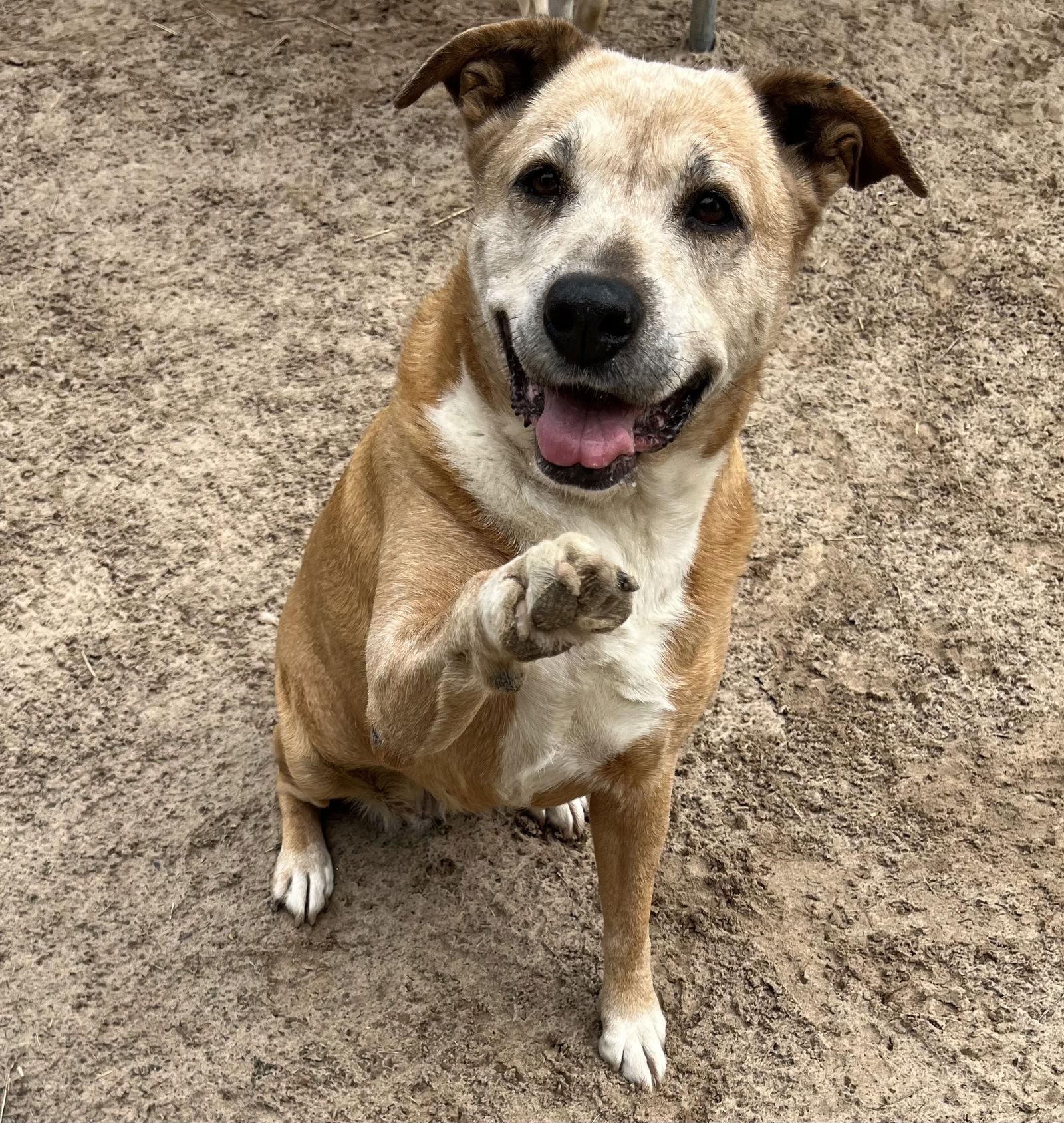 Enlarge Marge, a Adoptable Boxer in Gun Barrel City, TX image 3/3