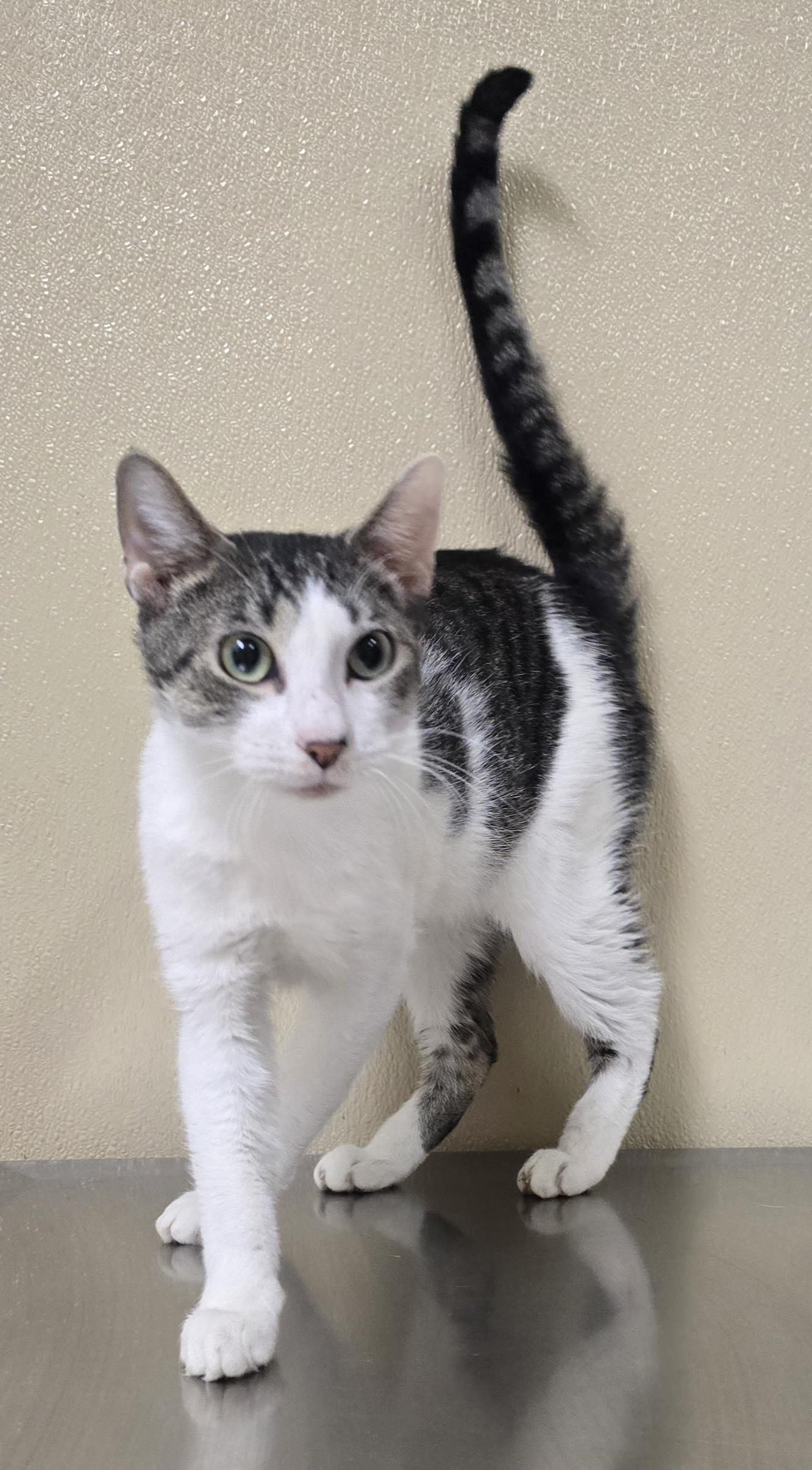 Enlarge Sparky, a ADOPTABLE mixed breed in Brainerd, MN image 2/2