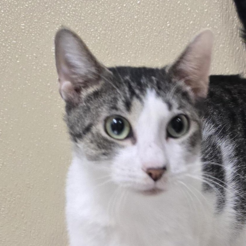 Sparky, ADOPTABLE, Adult Male Domestic Short Hair & Tabby.