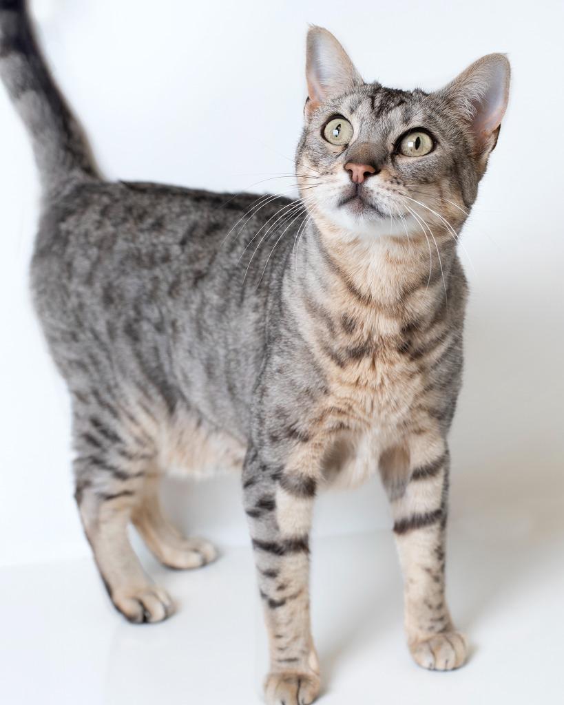 Bella, Adoptable, Senior Female Bengal.