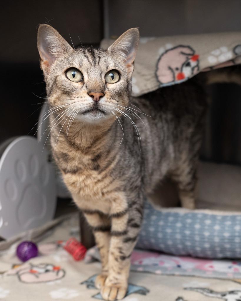 Bella, Adoptable, Senior Female Bengal.