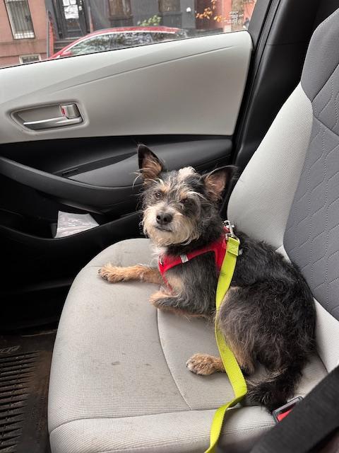 Enlarge Cheddar, a Adoptable mixed breed in Brooklyn, NY image 4/5