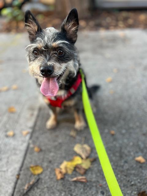 Enlarge Cheddar, a Adoptable mixed breed in Brooklyn, NY image 5/5