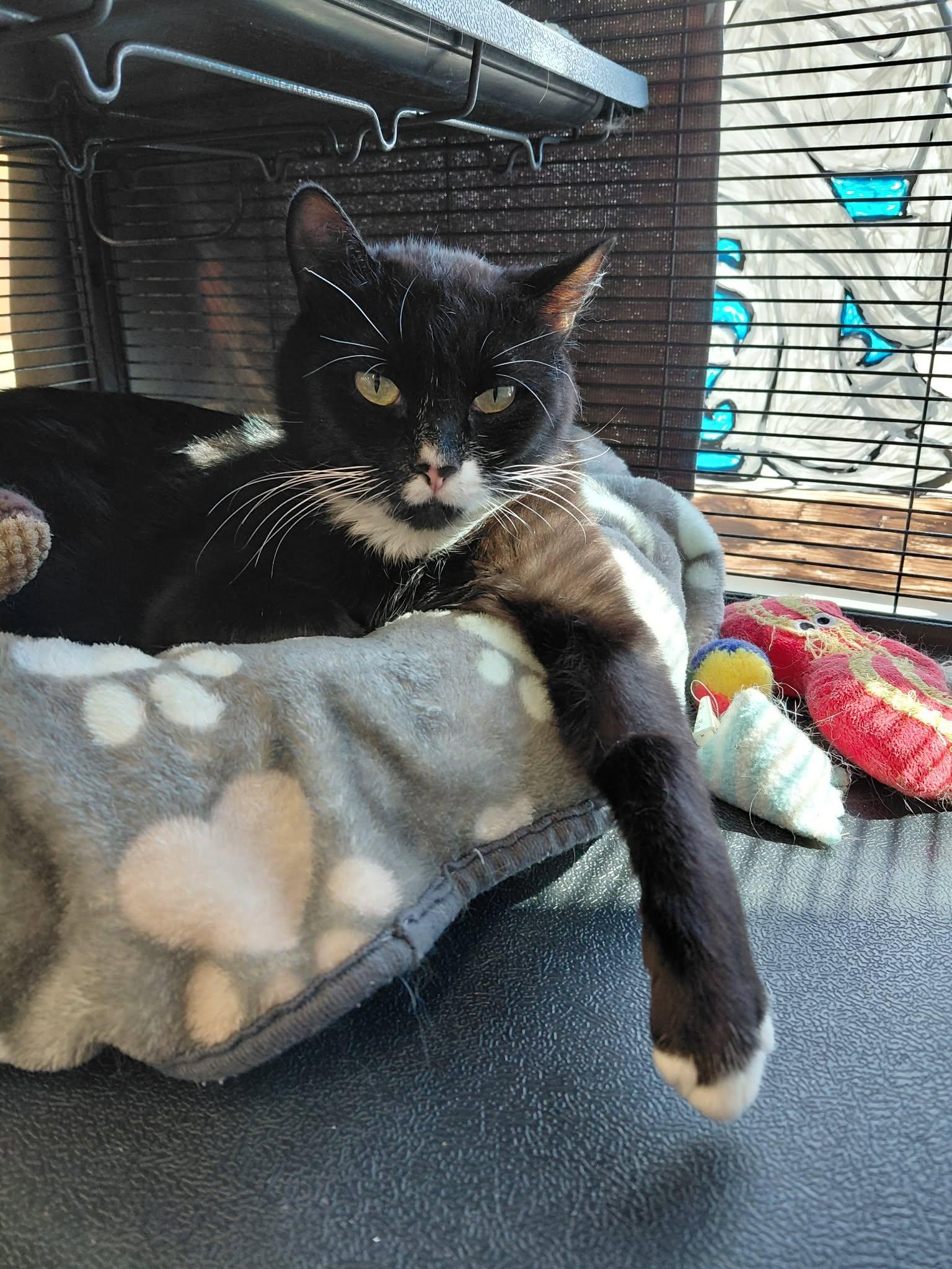 Enlarge Bell Pepper, a ADOPTABLE mixed breed in Calgary, AB image 2/4