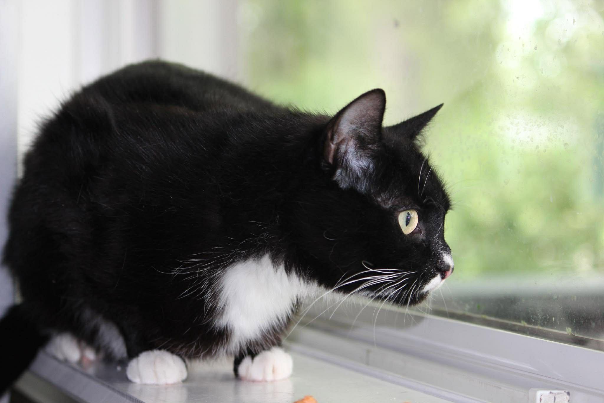 Enlarge Bell Pepper, a ADOPTABLE mixed breed in Calgary, AB image 3/4