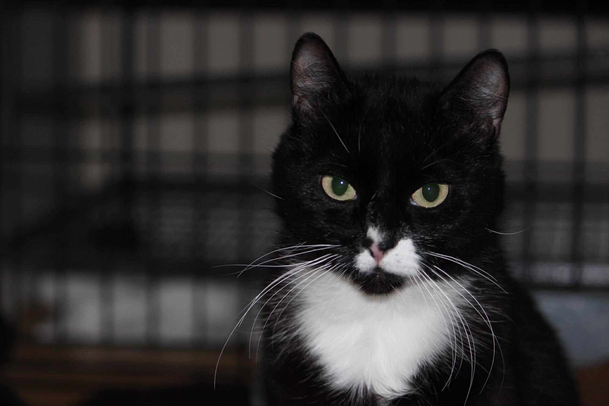 Enlarge Bell Pepper, a ADOPTABLE mixed breed in Calgary, AB image 4/4