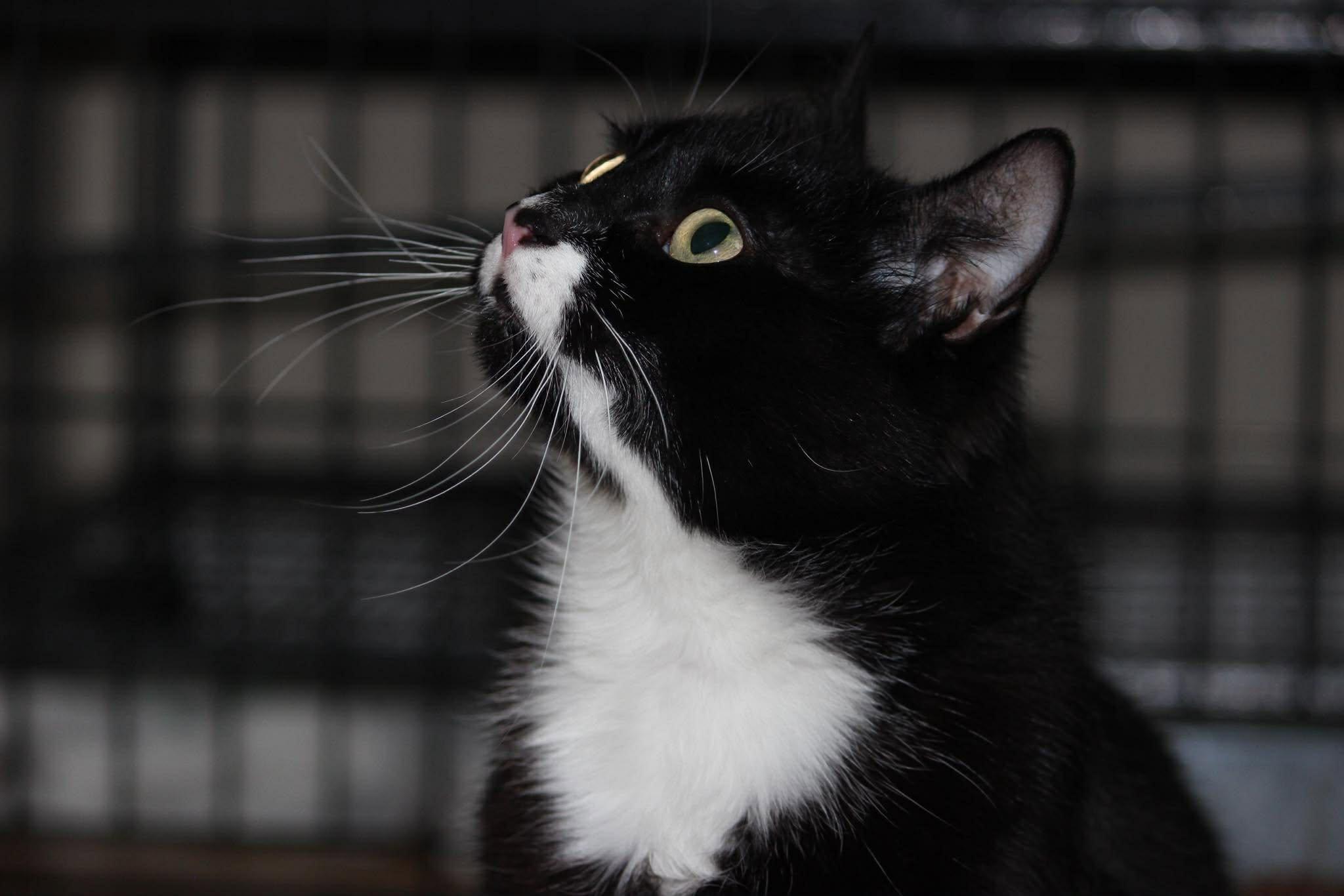 Bell Pepper, ADOPTABLE, Adult Female Tuxedo.