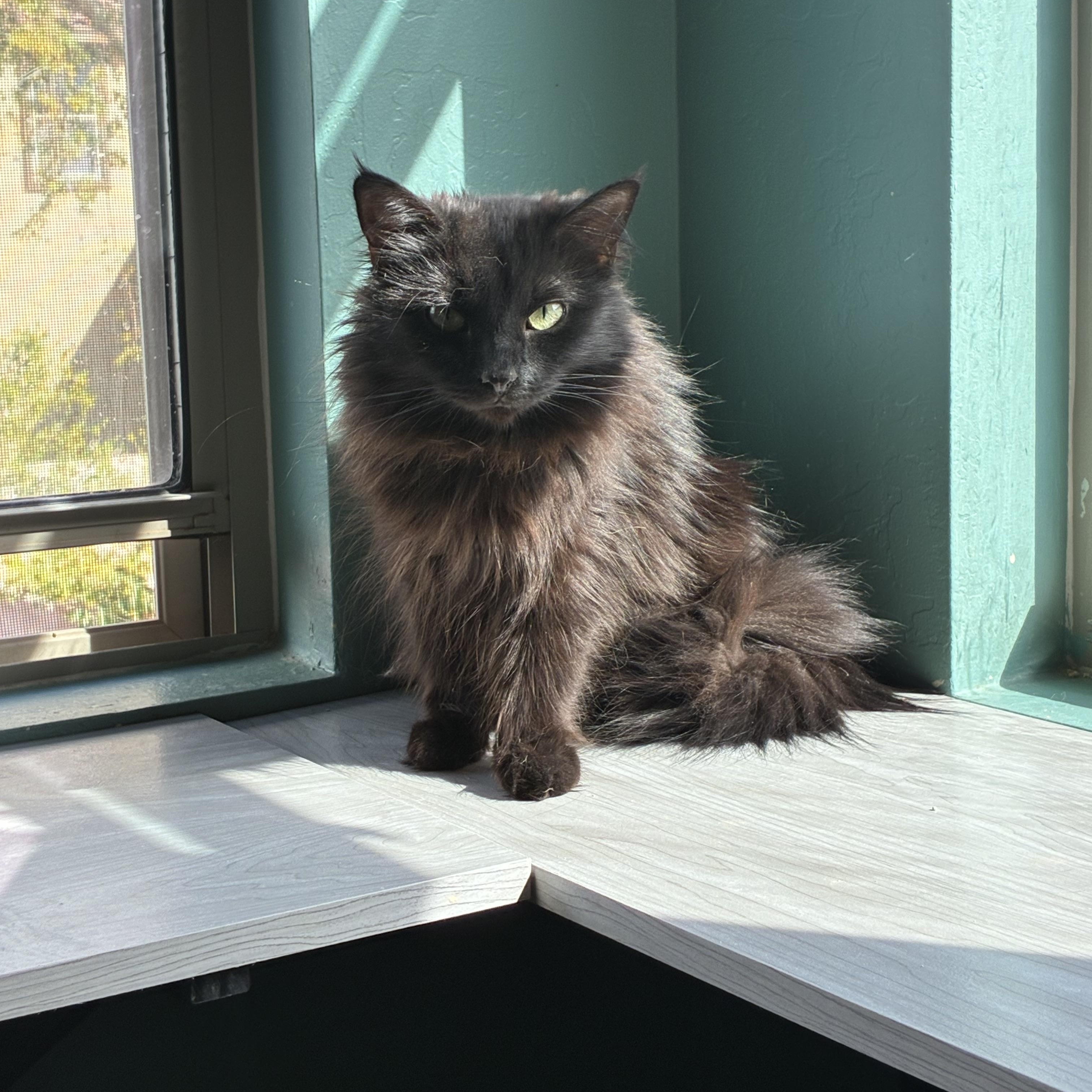 Enlarge Beauty, an adopted Domestic Medium Hair in queen creek, AZ image 1/1