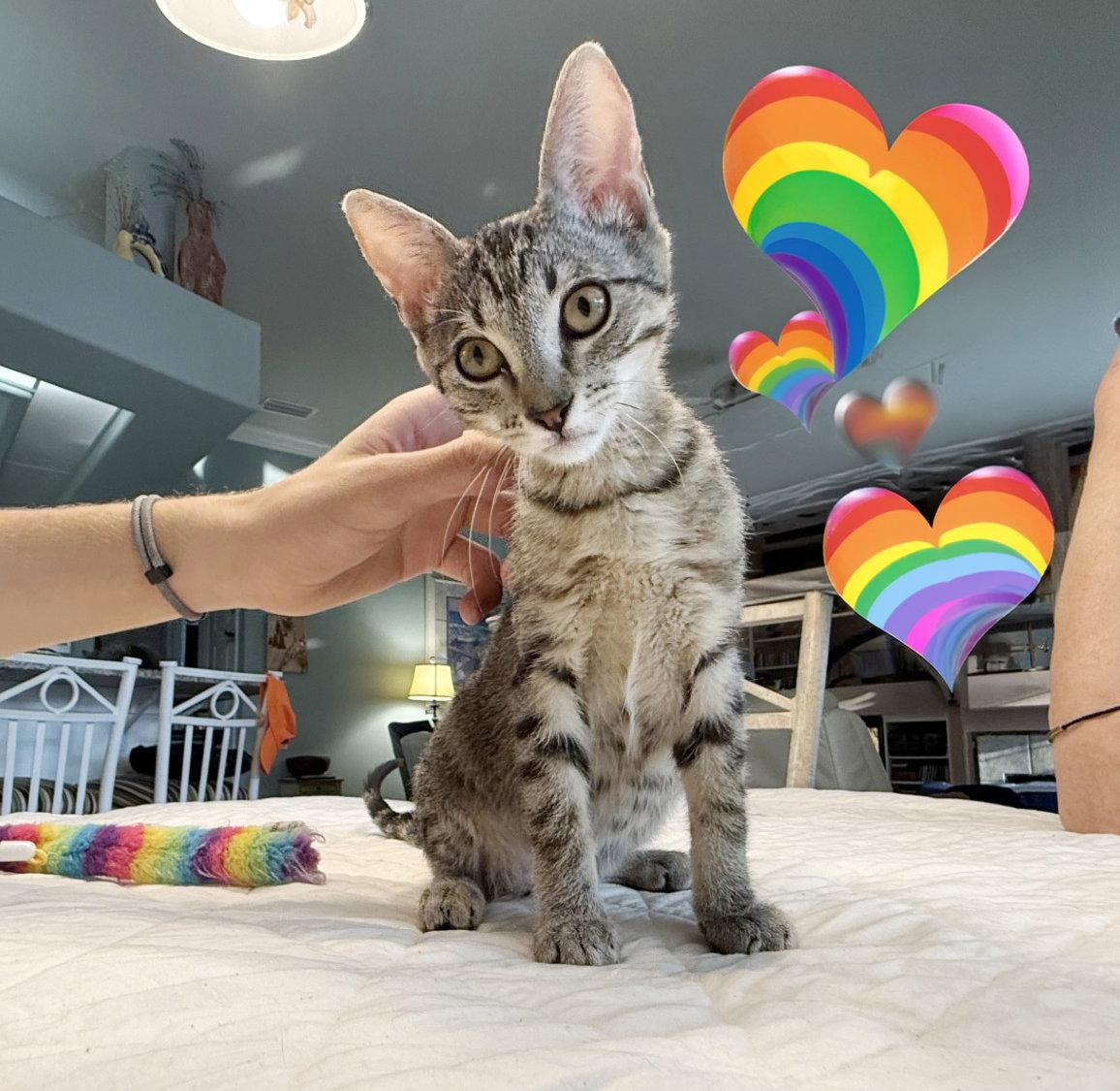 Birdie, Adoptable, Kitten Female Tabby & Domestic Short Hair.