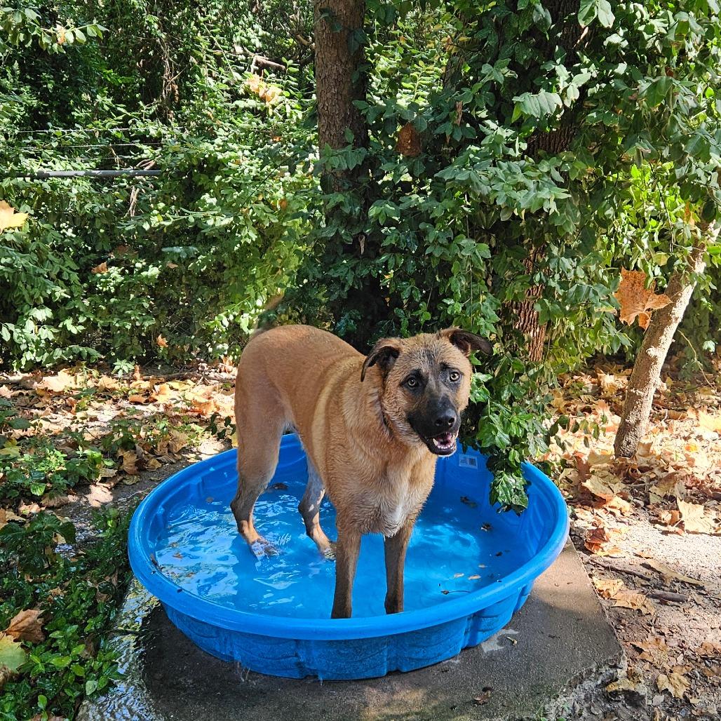 Tucker, Adoptable, Young Male Shepherd & Mixed Breed.