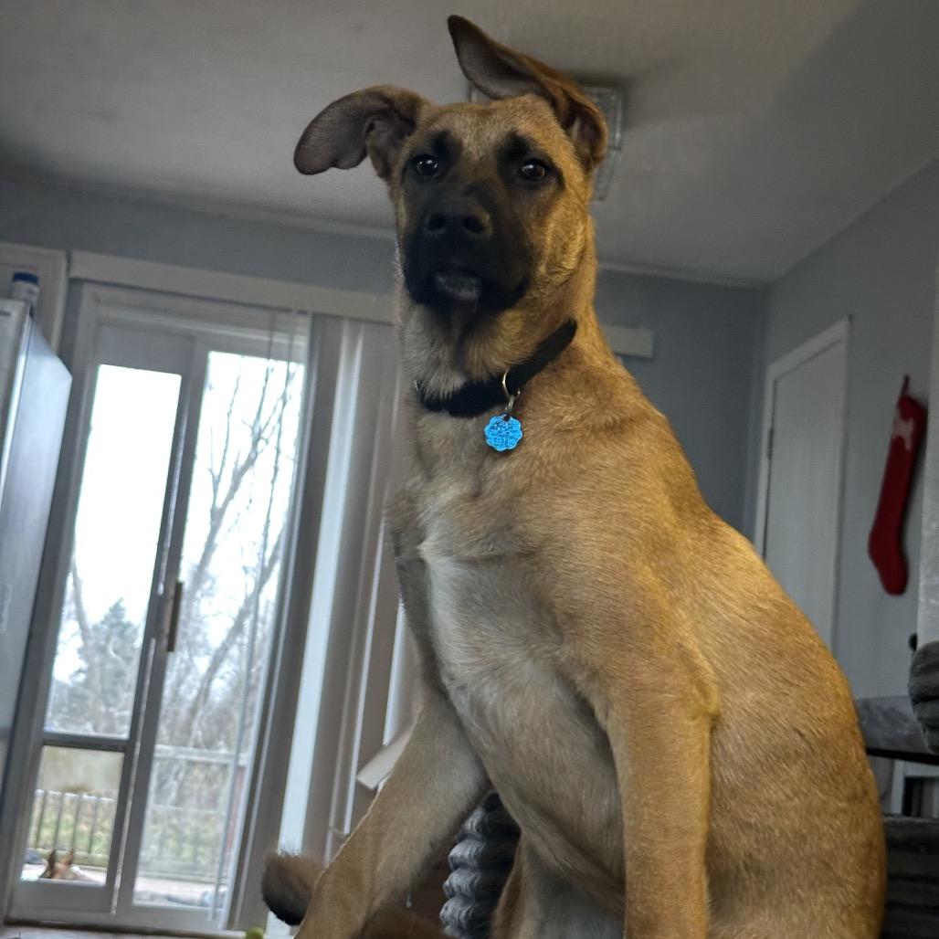 Tucker, Adoptable, Young Male Shepherd & Mixed Breed.