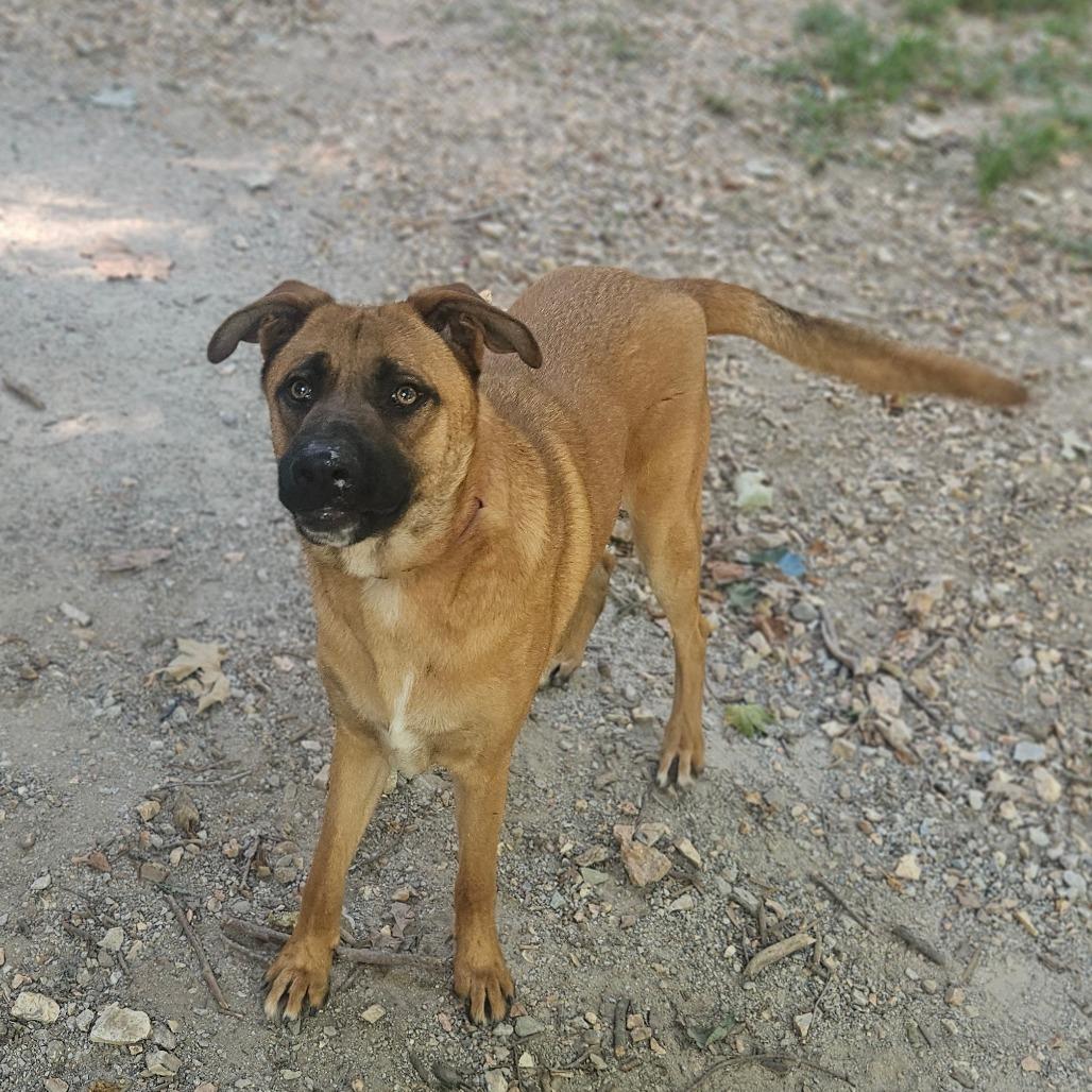 Enlarge Tucker, a Adoptable mixed breed in Springfield, MO image 3/6