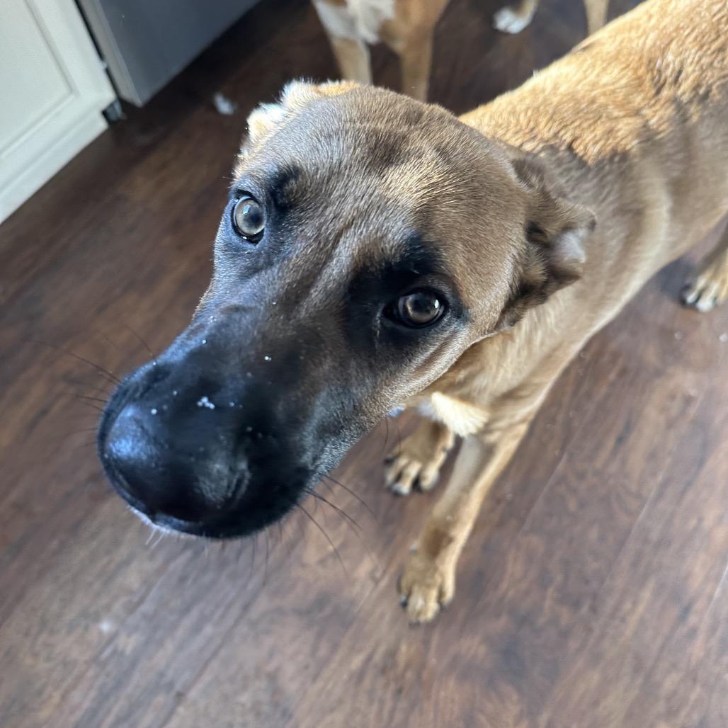 Enlarge Tucker, a Adoptable mixed breed in Springfield, MO image 4/6