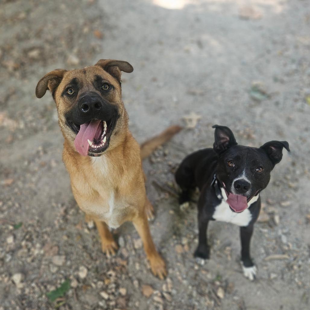 Enlarge Tucker, a Adoptable mixed breed in Springfield, MO image 4/6