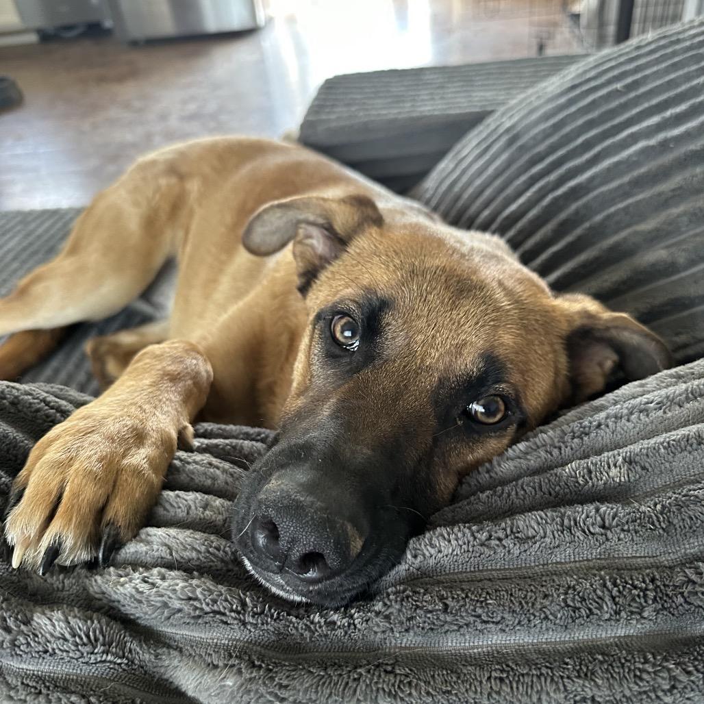 Enlarge Tucker, a Adoptable mixed breed in Springfield, MO image 5/6