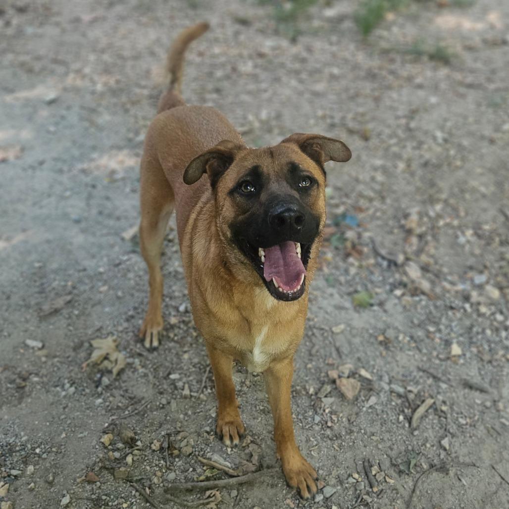 Enlarge Tucker, a Adoptable mixed breed in Springfield, MO image 5/6