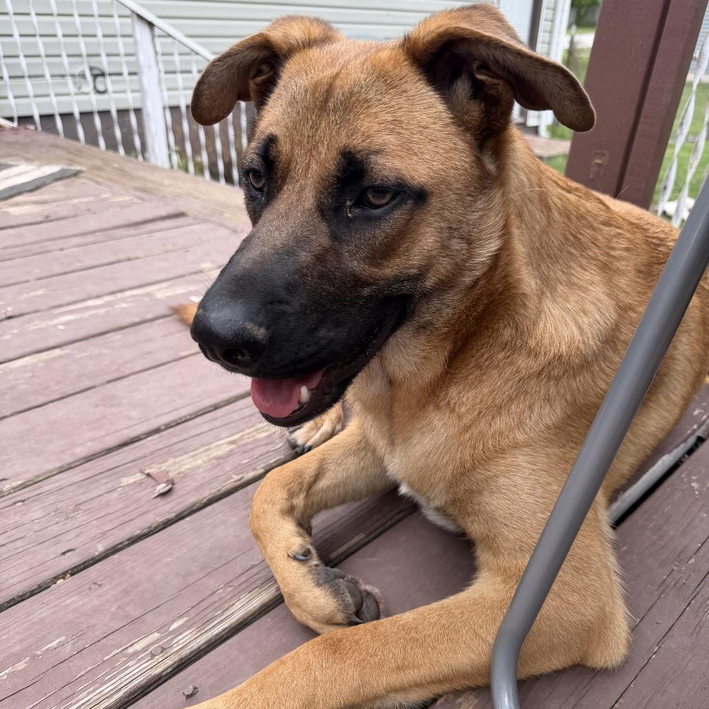 Enlarge Tucker, a Adoptable mixed breed in Springfield, MO image 6/6