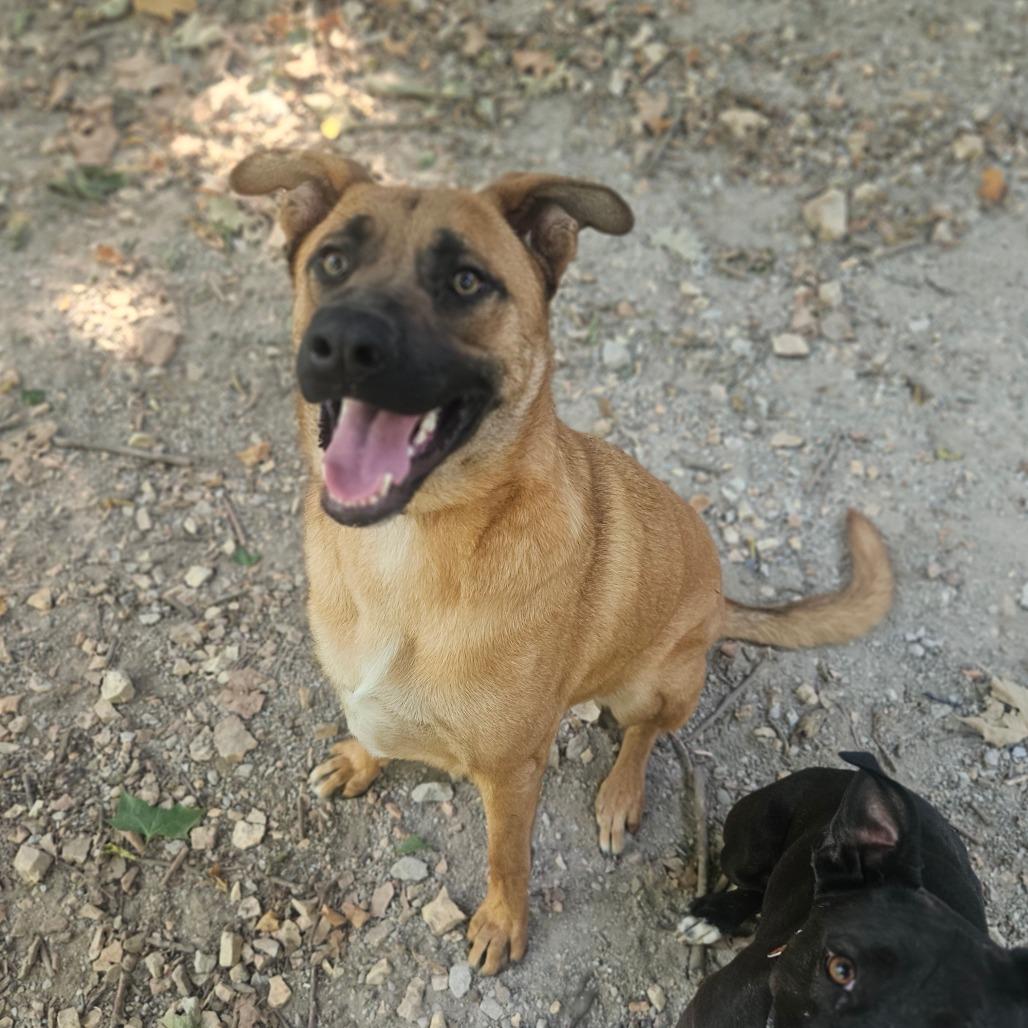 Enlarge Tucker, a Adoptable mixed breed in Springfield, MO image 6/6