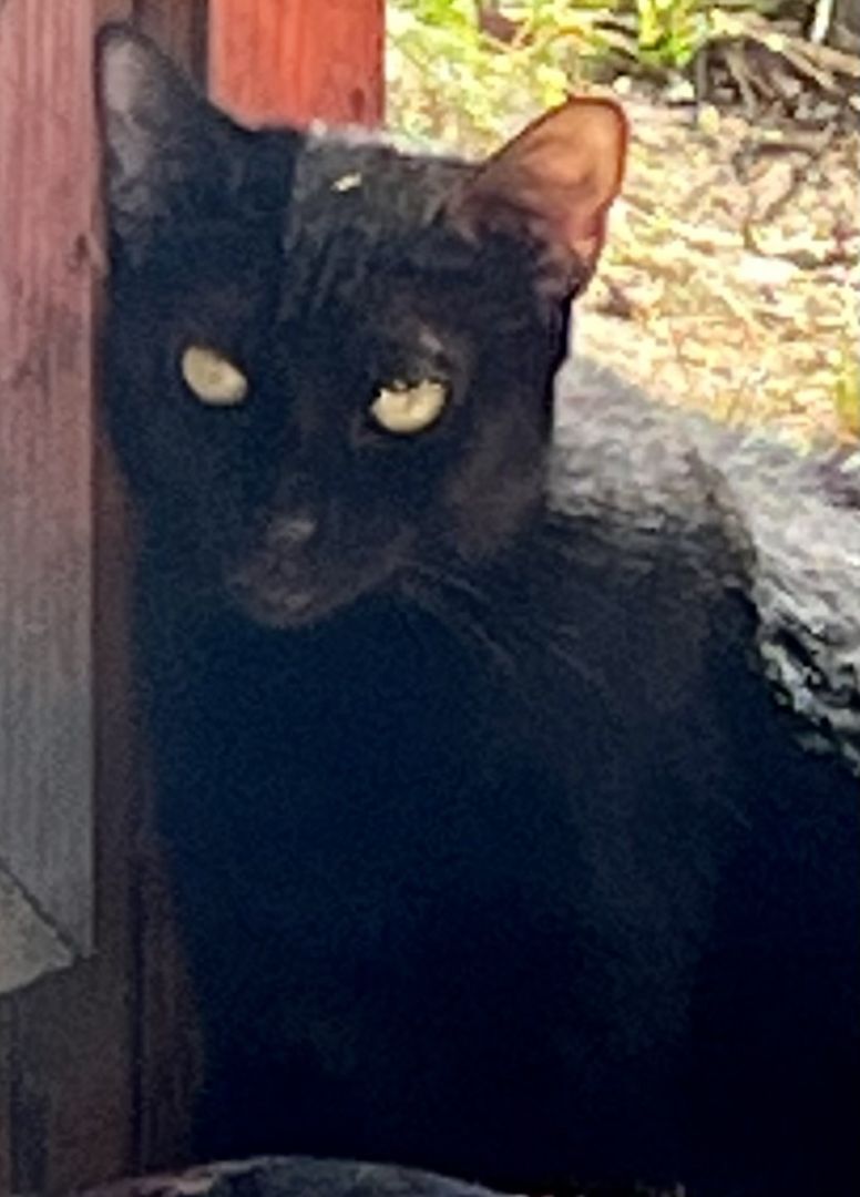 Jet, Adopted, Adult Female American Bobtail.