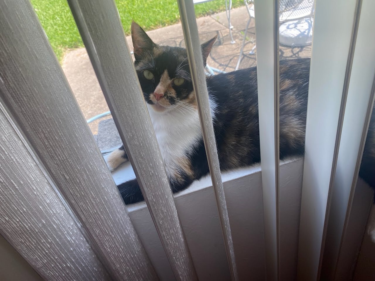 Enlarge Pepper, a Adoptable Calico in Spring, TX image 2/6