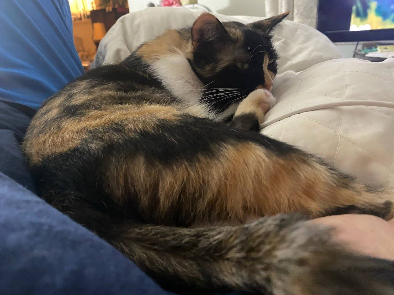 Enlarge Pepper, a Adoptable Calico in Spring, TX image 4/6