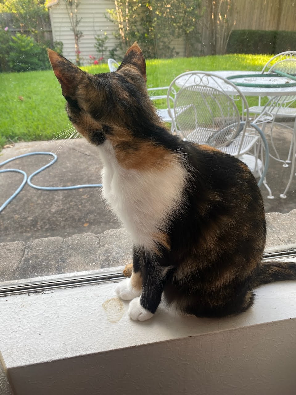 Enlarge Pepper, a Adoptable Calico in Spring, TX image 6/6