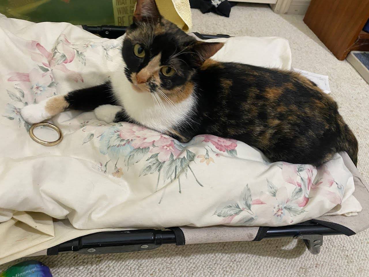 Enlarge Pepper, a Adoptable Calico in Spring, TX image 3/6