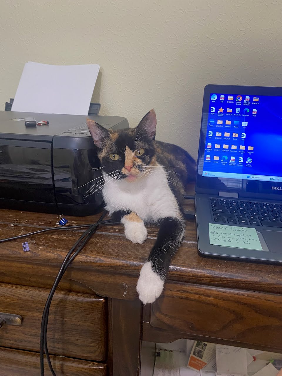 Pepper, Adoptable, Young Female Calico.