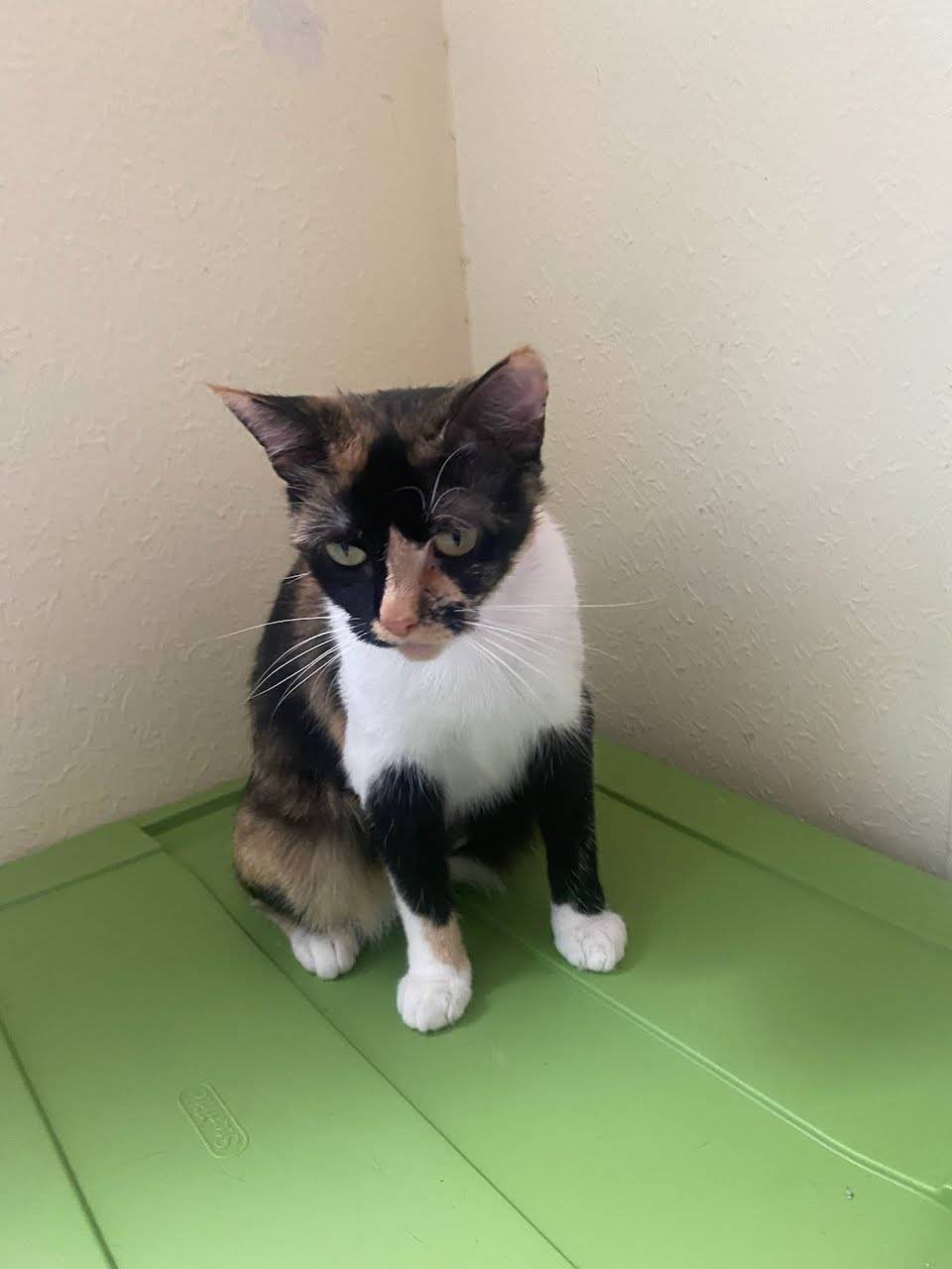 Enlarge Pepper, a Adoptable Calico in Spring, TX image 5/6