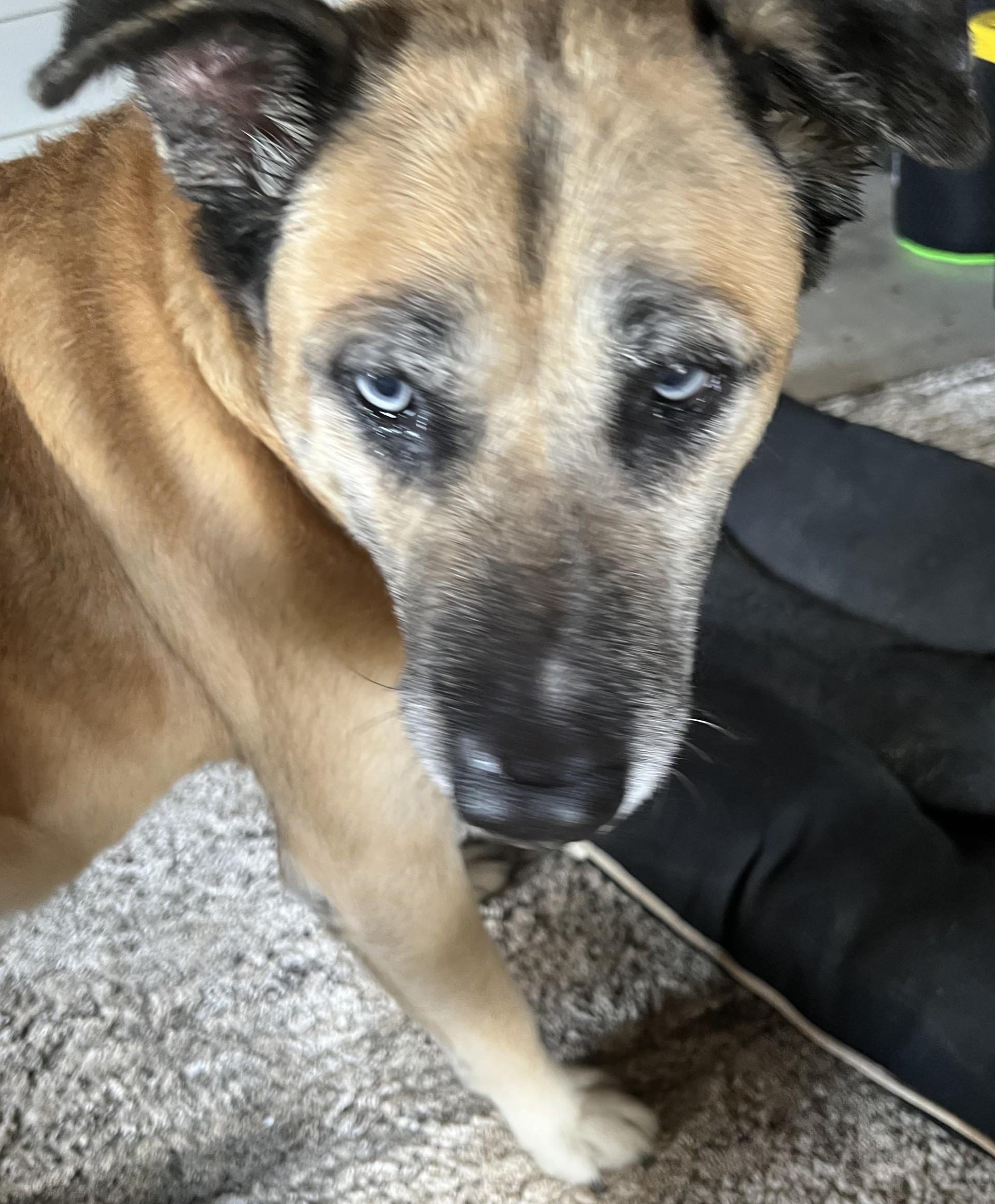 Buddy Love, Adoptable, Senior Male Shepherd.