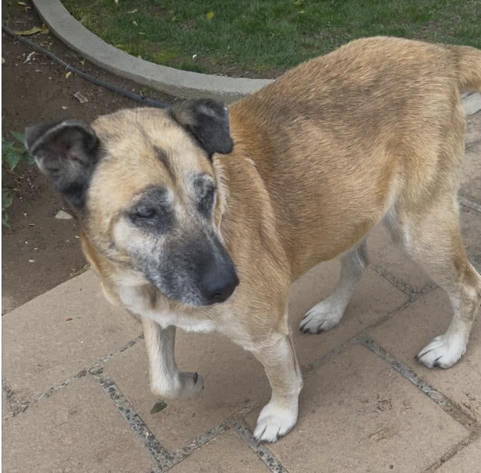 Buddy Love, a Adoptable mixed breed in Livermore, CA image 2/2