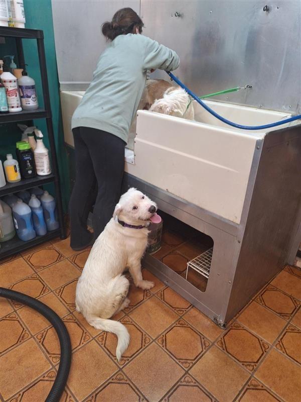 Olaf, a Adoptable mixed breed in Gloversville, NY image 1/6