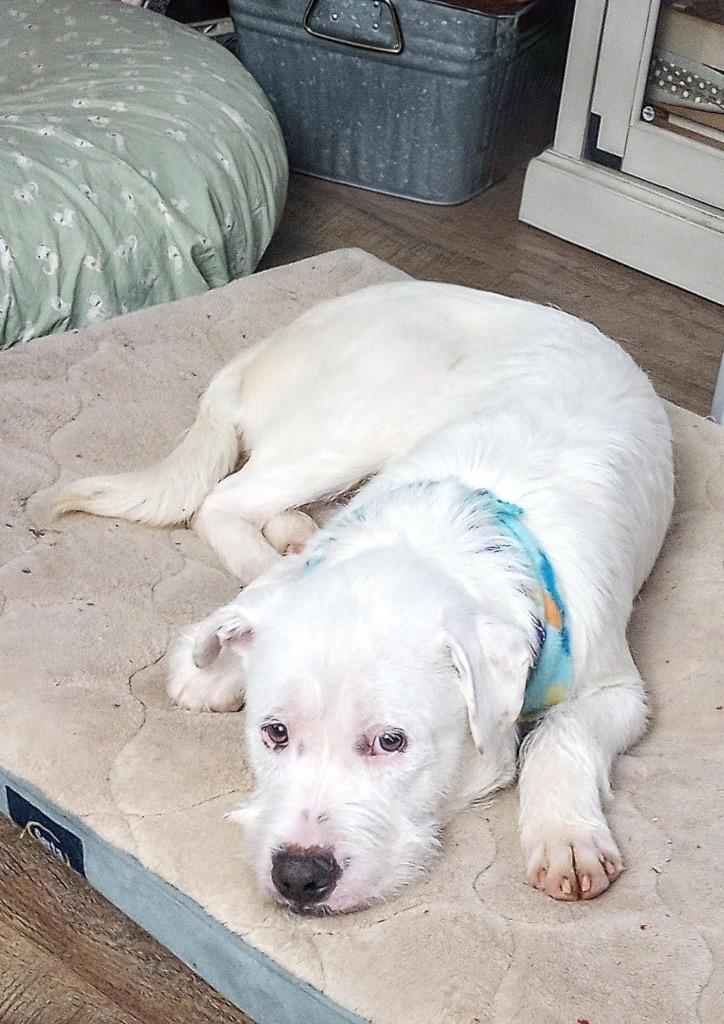 Olaf, a Adoptable mixed breed in Gloversville, NY image 2/6