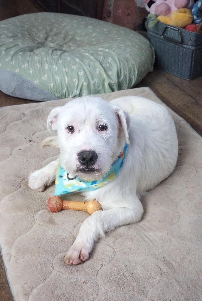 Olaf, a Adoptable mixed breed in Gloversville, NY image 3/6
