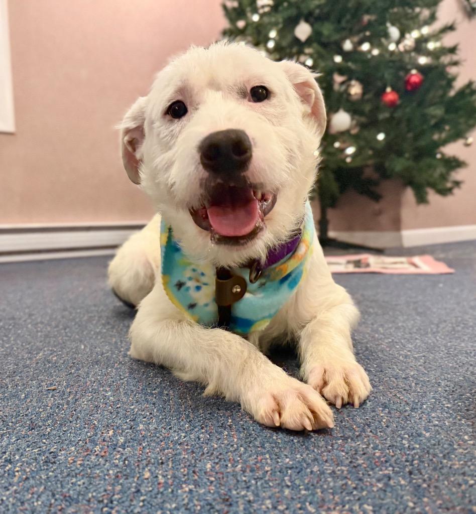 Olaf, a Adoptable mixed breed in Gloversville, NY image 5/6