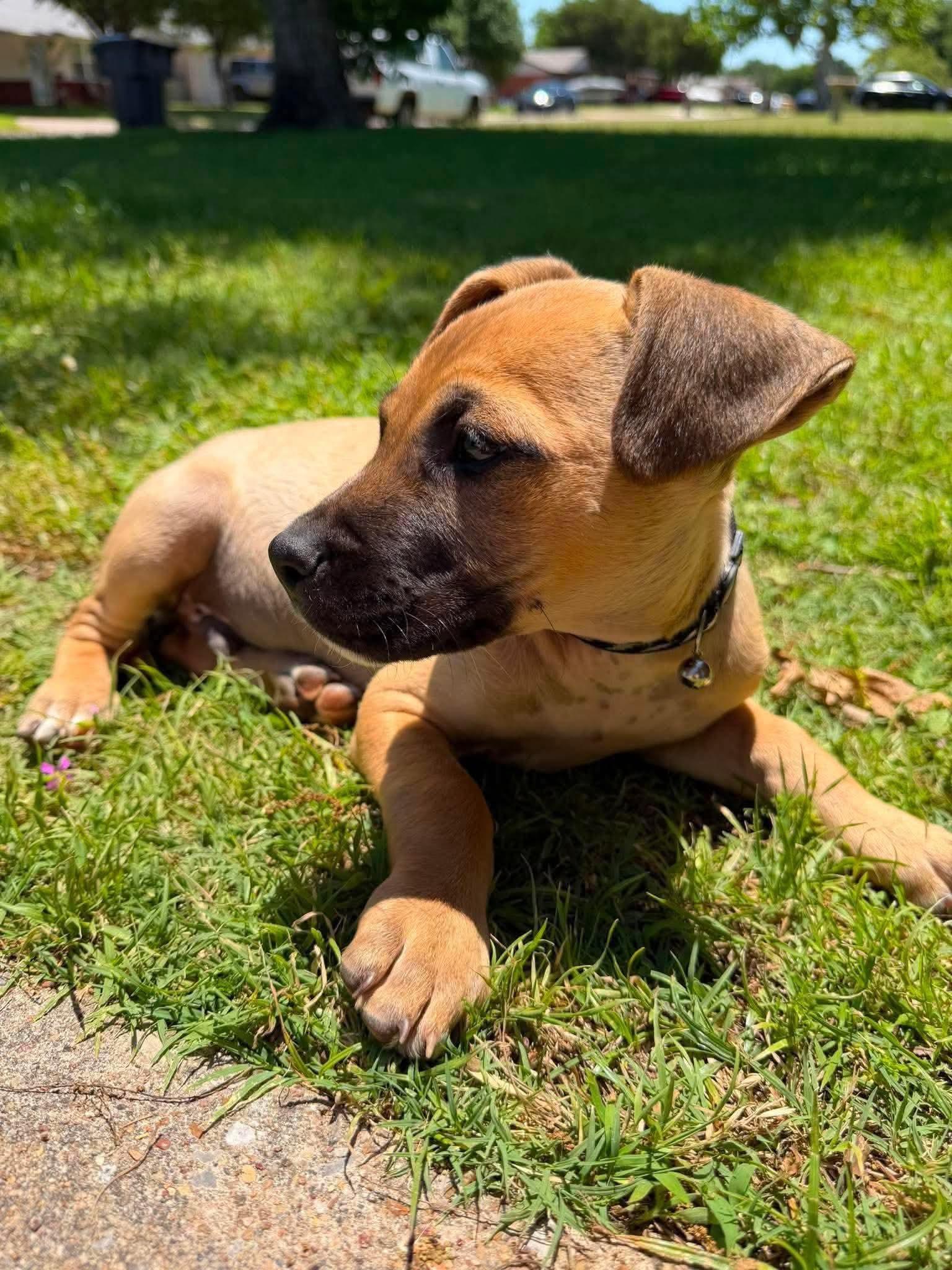 Enlarge Honey, a ADOPTABLE mixed breed in Wichita Falls, TX image 2/3
