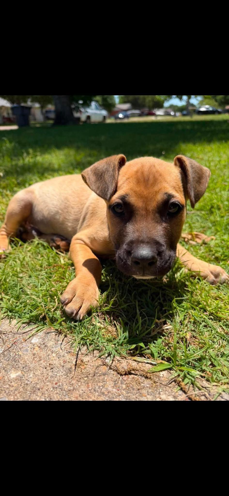 Honey, ADOPTABLE, Puppy Male Mastiff.