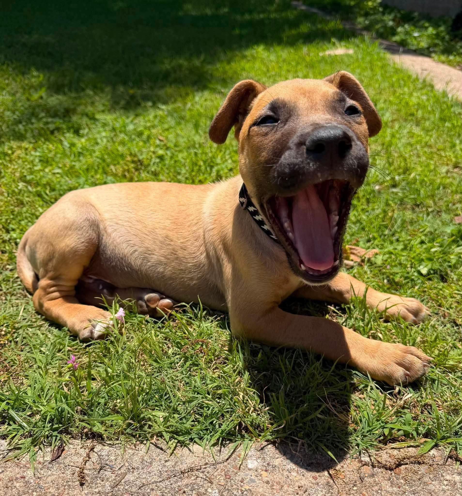 Enlarge Honey, a ADOPTABLE mixed breed in Wichita Falls, TX image 3/3