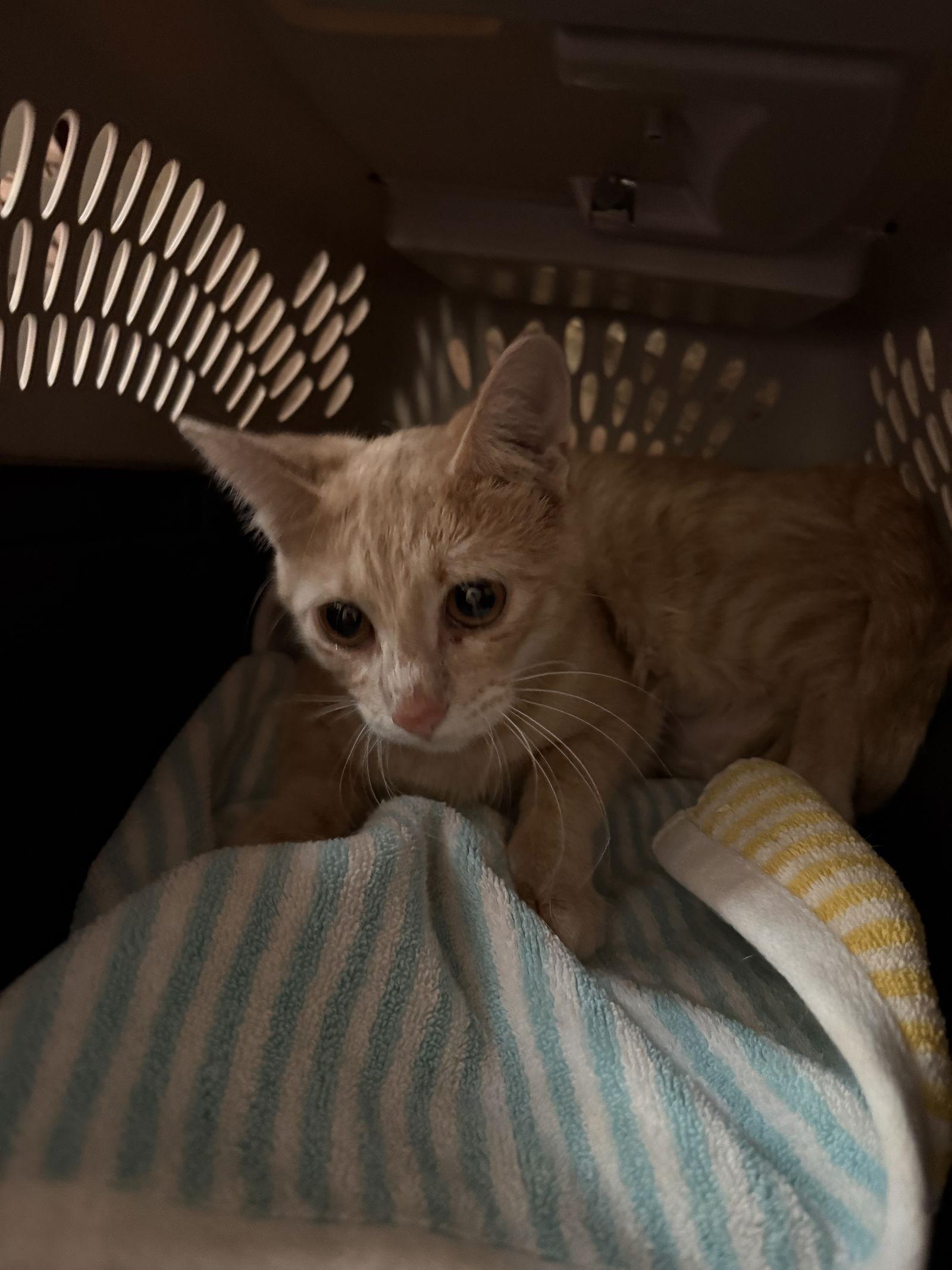 Enlarge Violet, a Adopted Domestic Short Hair in Mesquite, TX image 1/1