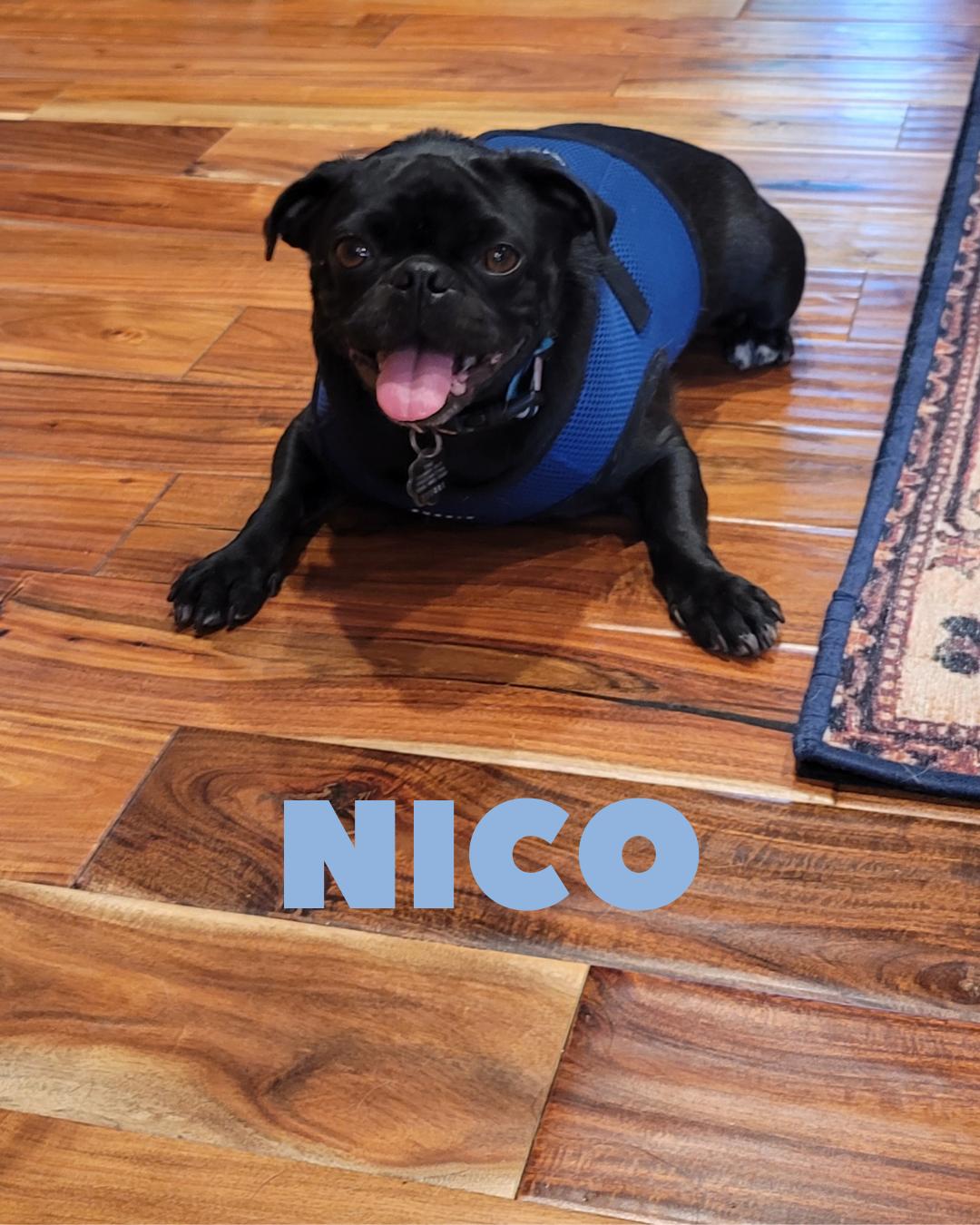 Nico (Playful, Affectionate & Treat-Loving!), a Adoptable Pug in Camarillo, CA image 2/5