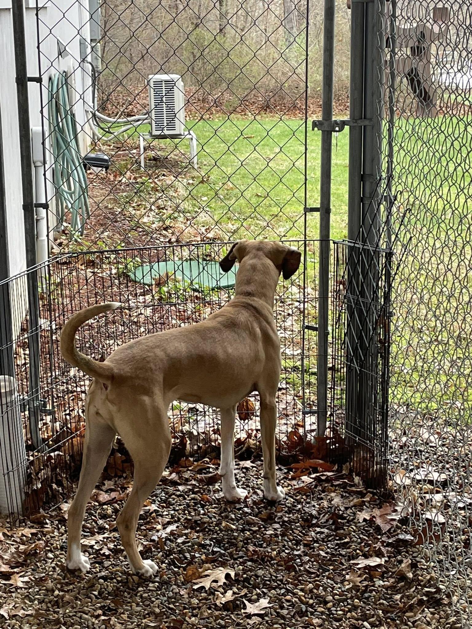 Enlarge Gilly, a ADOPTABLE mixed breed in Ipswich, MA image 5/6