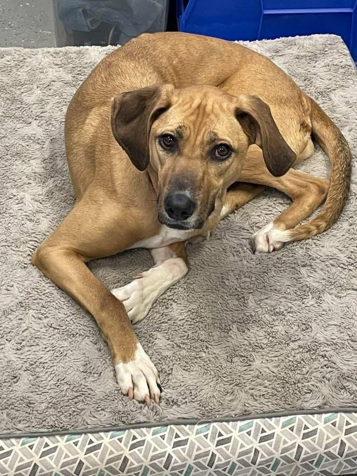 Enlarge Gilly, a ADOPTABLE mixed breed in Ipswich, MA image 1/6